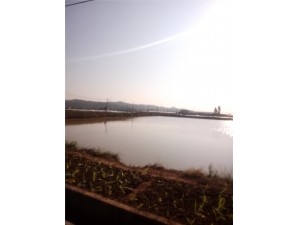惠州鱼苗养殖场
